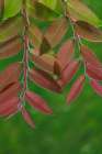 USA, Washington State, Seabeck. Huckleberry leaves in fall. Art Print